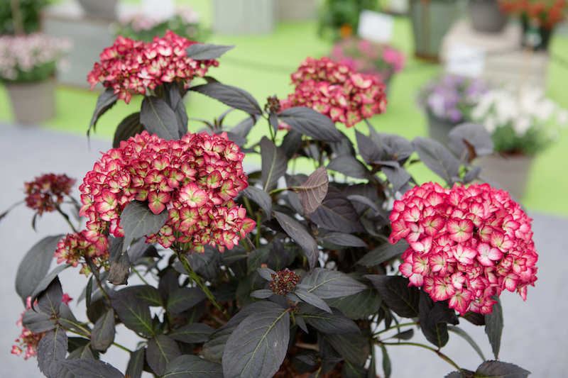Latest News from garden.help