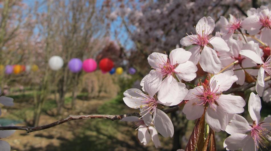 Brogdale Collections Charity's Hanami event to return
