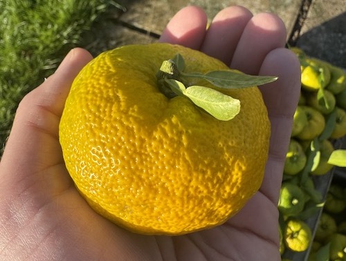 Citrus Image