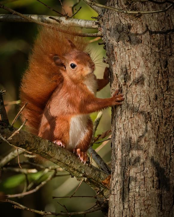 Autumn Is the Best Time to See Red Squirrels