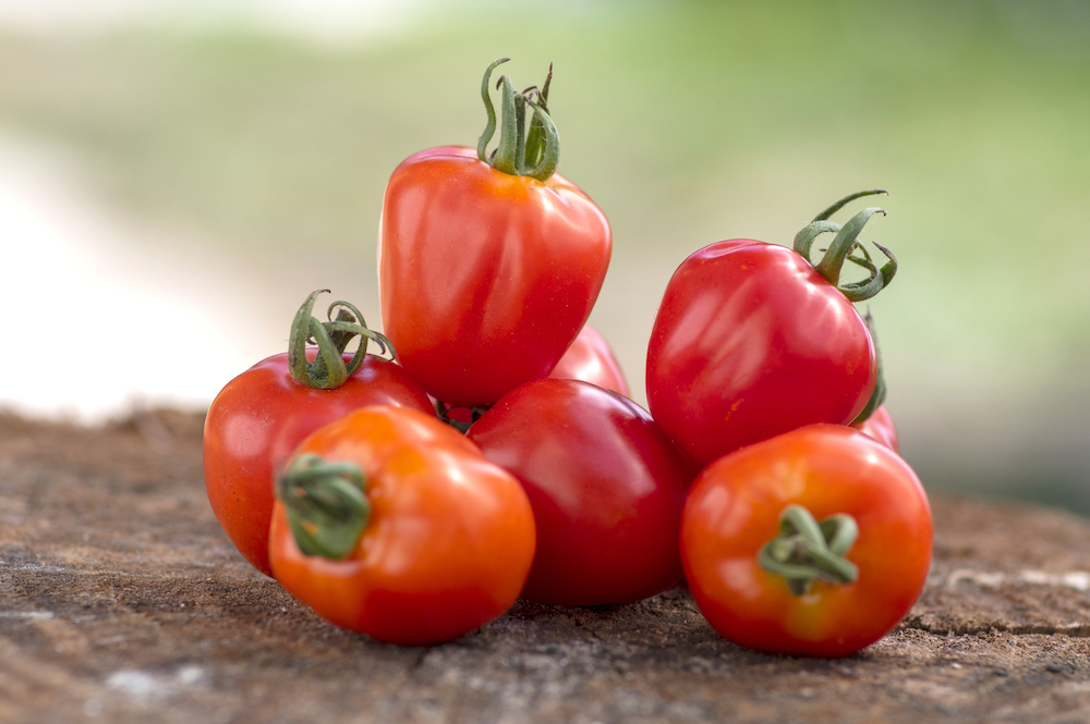 Image of Suttons Unveils New Heirloom Tomato Seed Collection