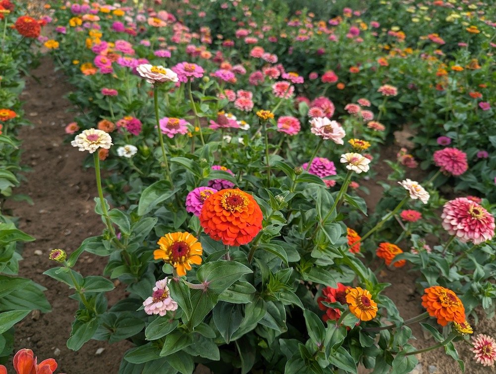 Mixed zinnias