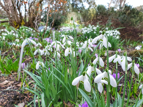 Myddelton House Gardens Welcomes Back The Ultimate Snowdrop Sale