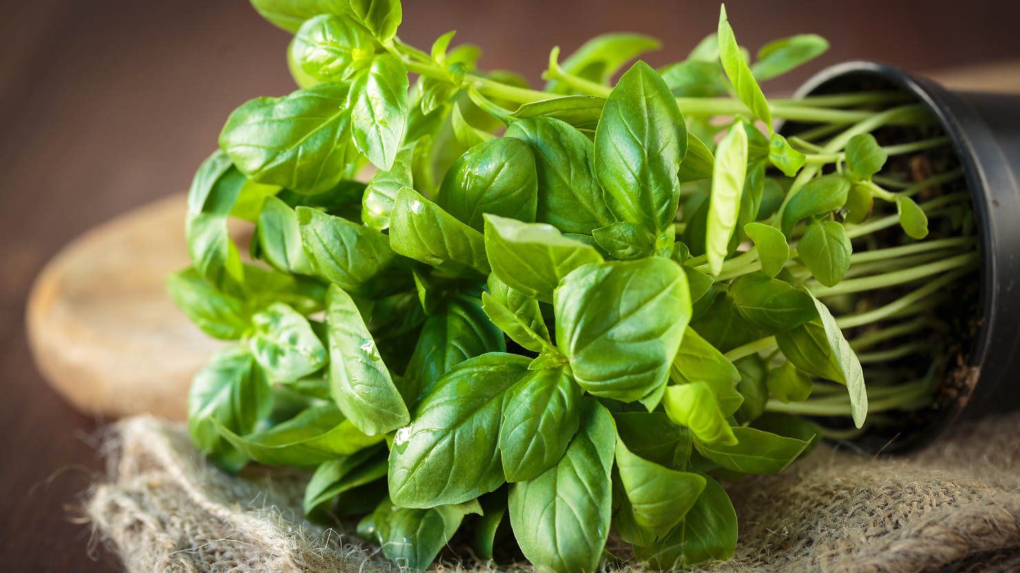 Basil Varieties Galore