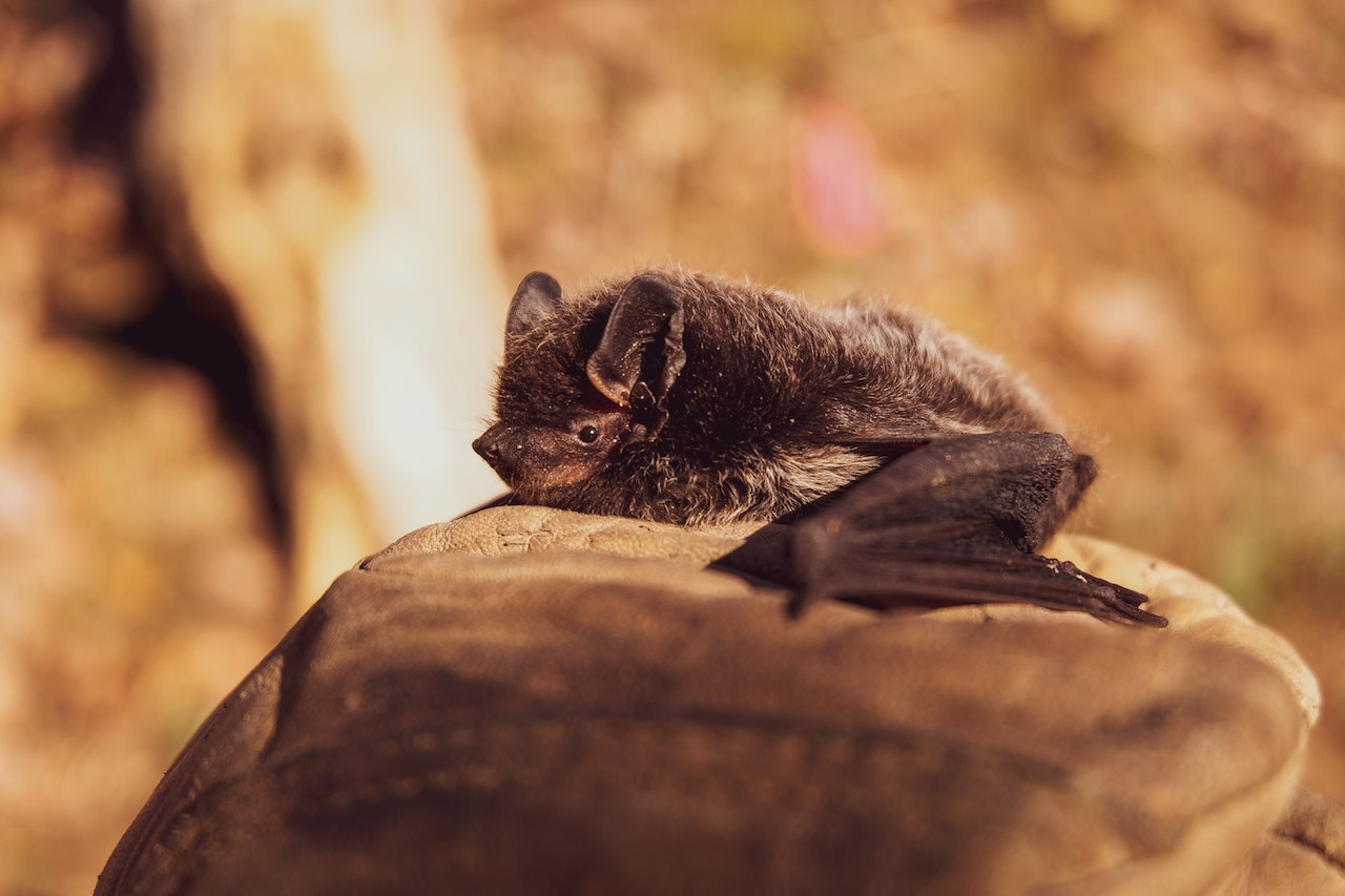 The Importance of Attracting Bats to Your Garden