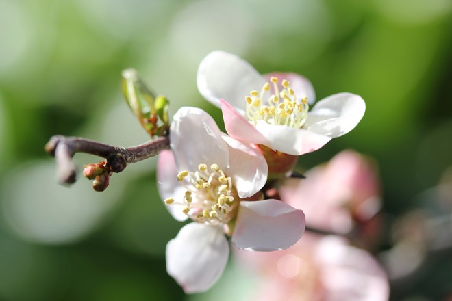 Threatened Plant of the Year 2024 Competition Returns This February