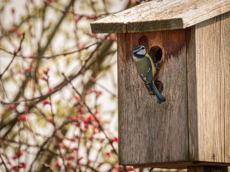 National Nestbox Week - Choosing the right bird box with BGC