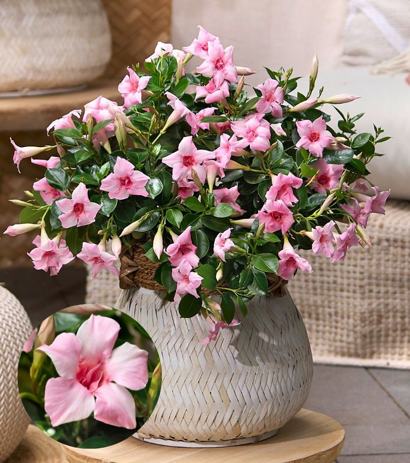 Mandevilla Sundaville Double Blush Pink wins FleuroStar Award