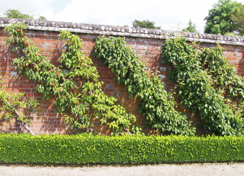 Productive Garden Ideas