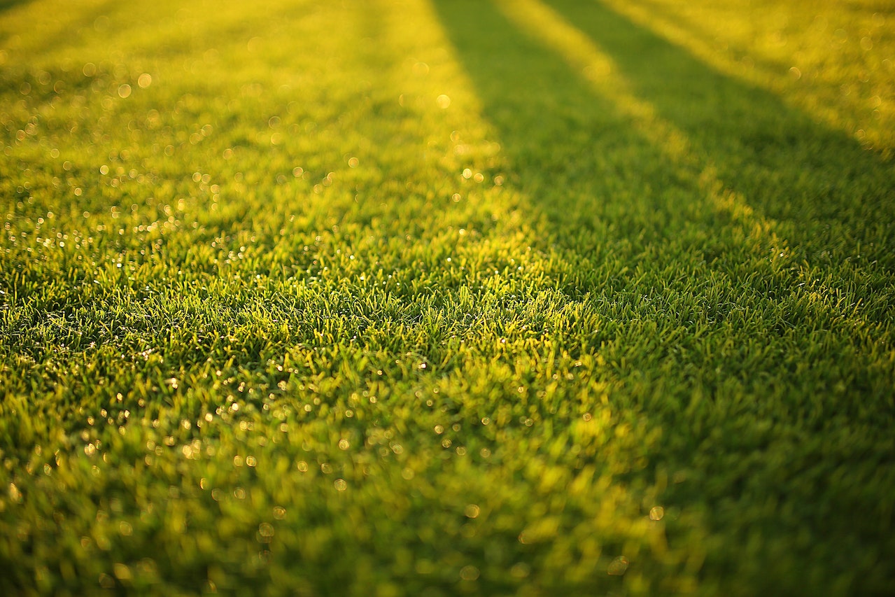 Five Top Tips for Lawn Care in August
