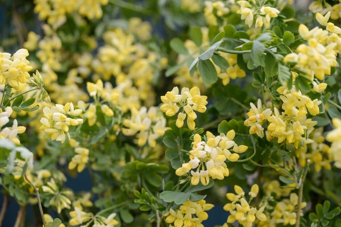 Win One of 5 CORONILLA CITRINA Plants