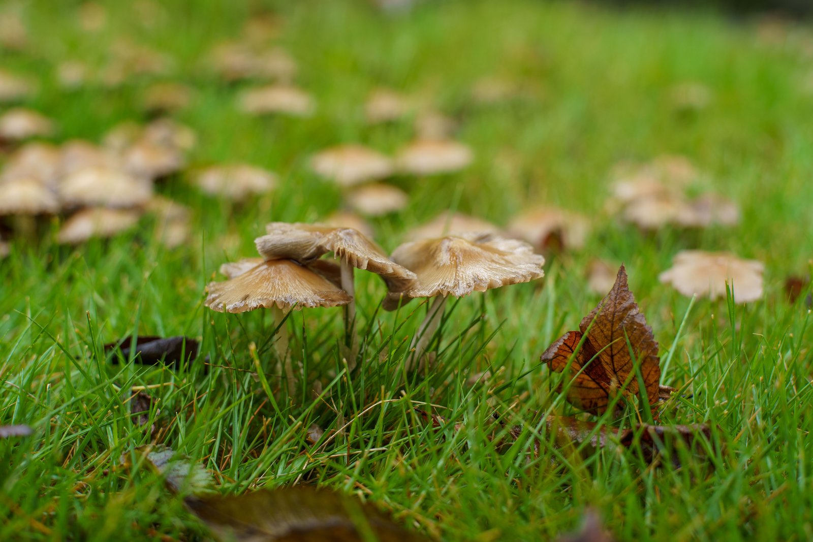 Image of Mushrooms Are Taking Over UK Lawns
