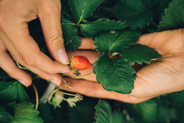 Guide to Buying Strawberry Plants