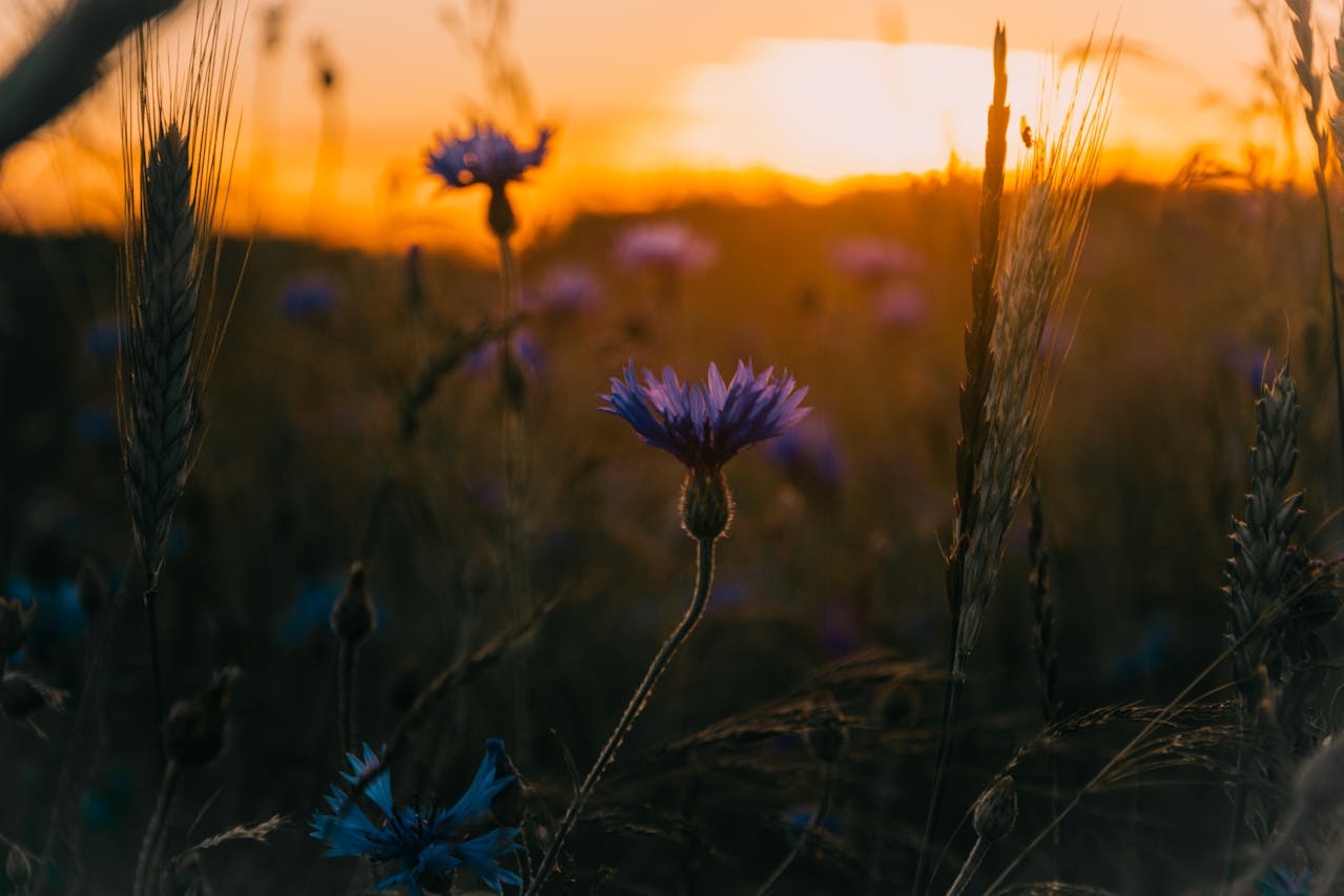 Essential Gardening Jobs for Late Summer