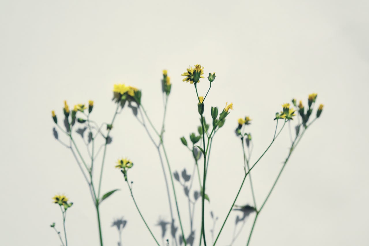 Latest News from garden.help