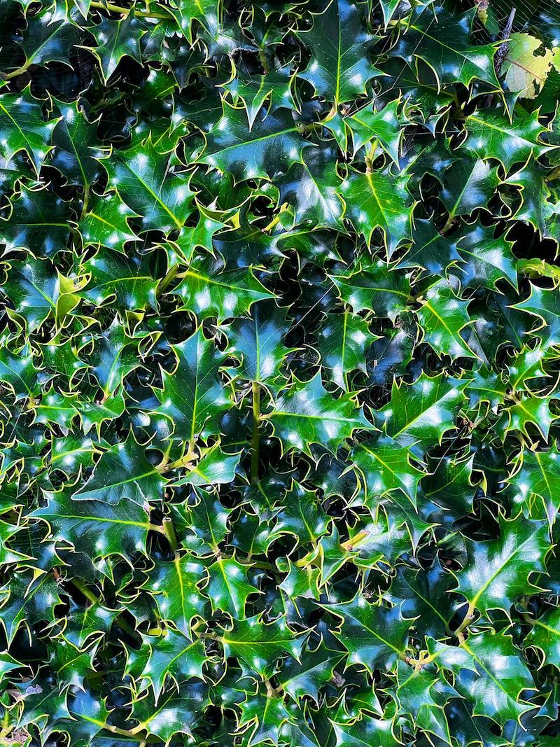 Latest News from garden.help