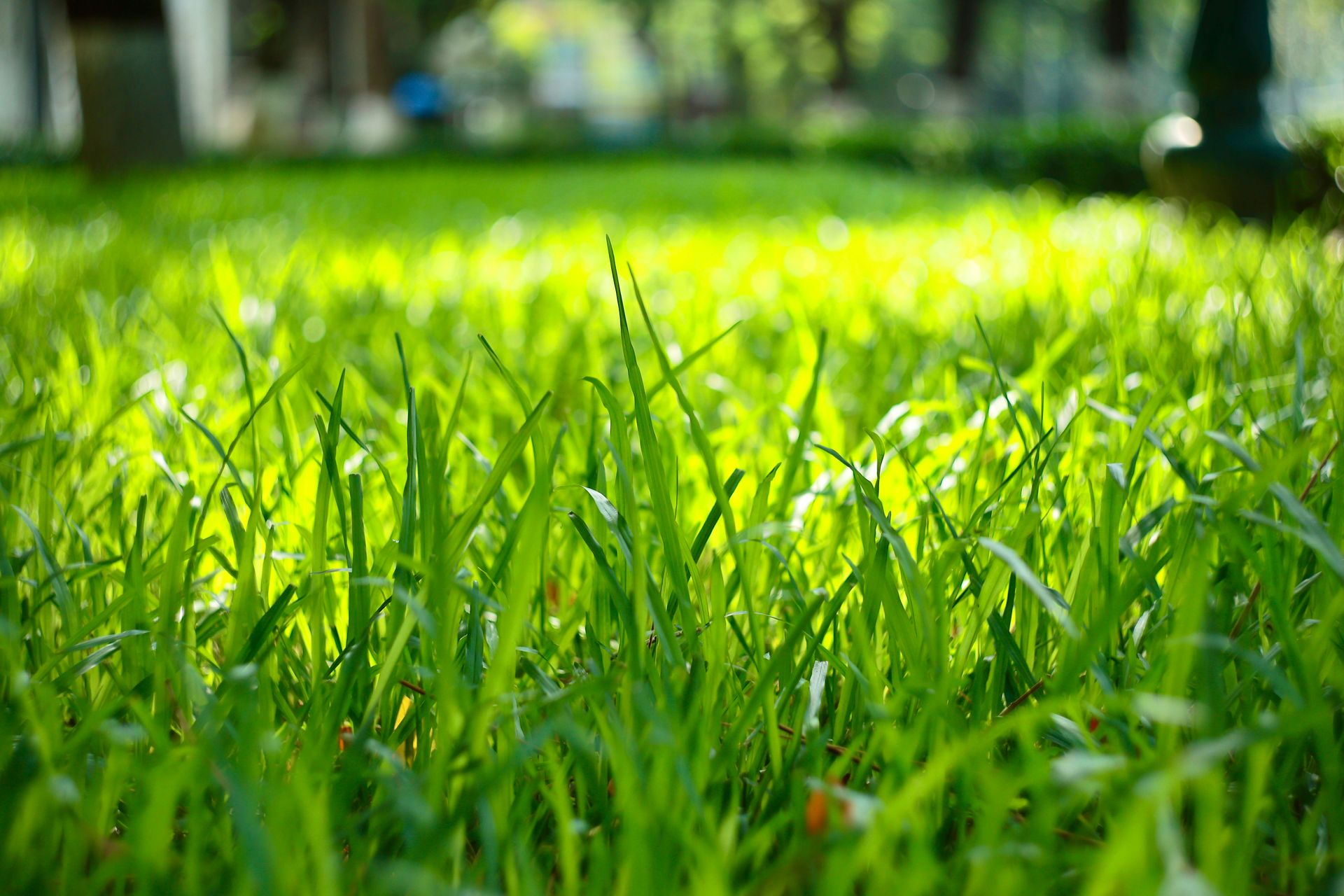 Image for How to Keep Your Lawn Green and Healthy During a Summer Heatwave