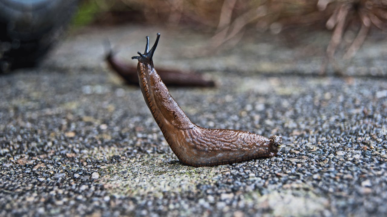 Image of Nature