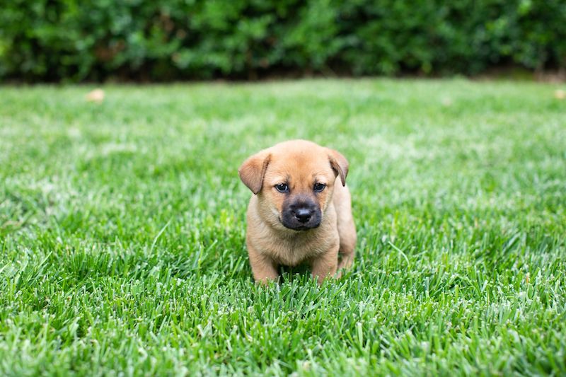 Image of Make Your Lawn Green with Envii