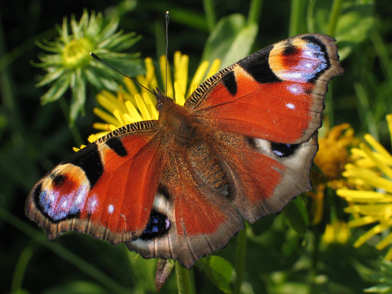 Image for The Peacock Crowned as Britain