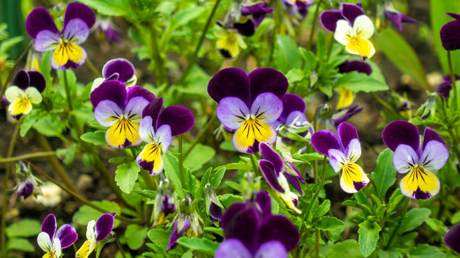 The Culinary Charm - Heartsease Flowers in Your Kitchen
