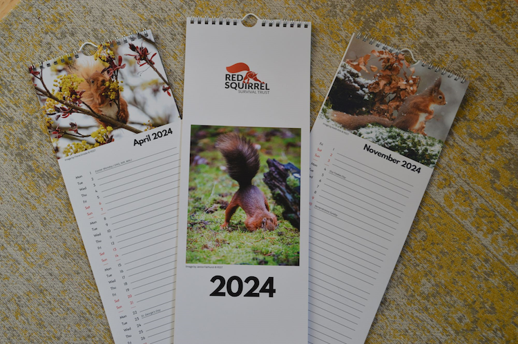 A Different Red Squirrel for Every Month of 2024