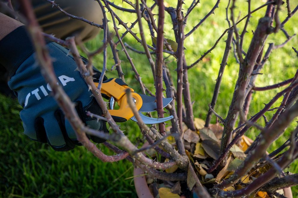 Image for Essential Tools Every Gardener Needs this National Allotments Week