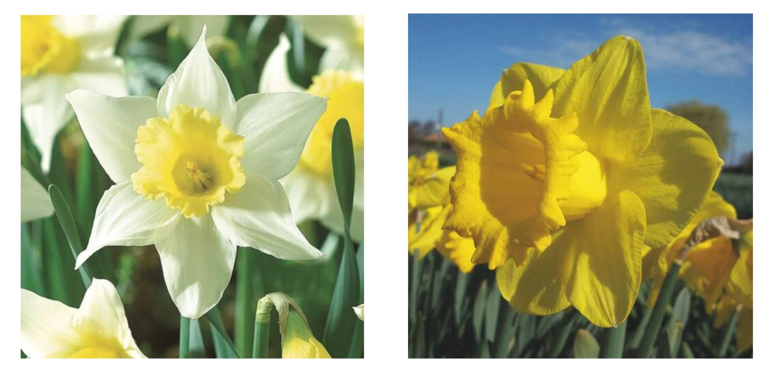 Taylors Bulbs Image 1