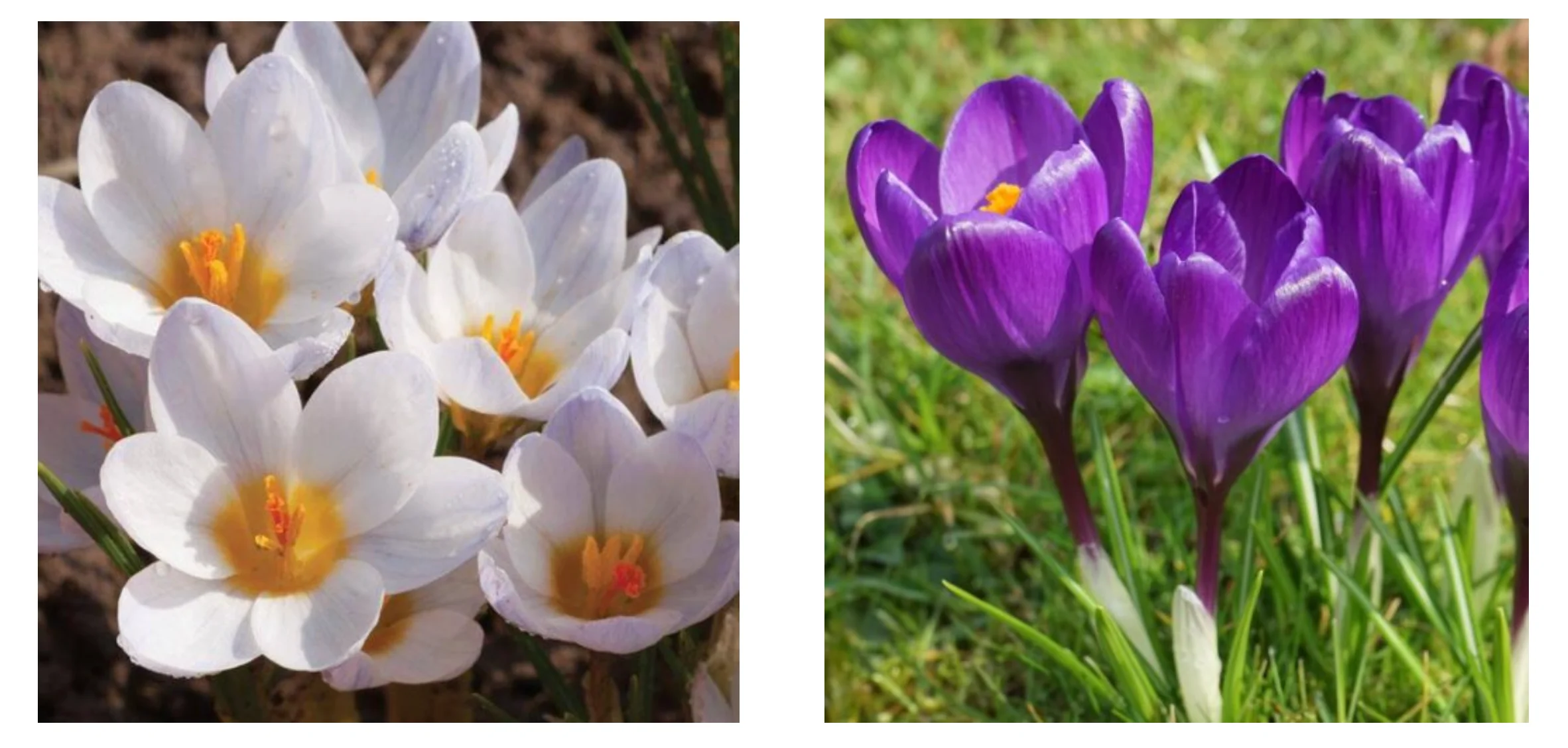 From the Experts: Spring Bulbs in March