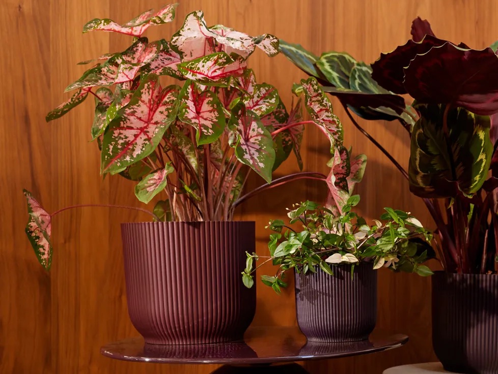 Pots Inspired by French Vineyards