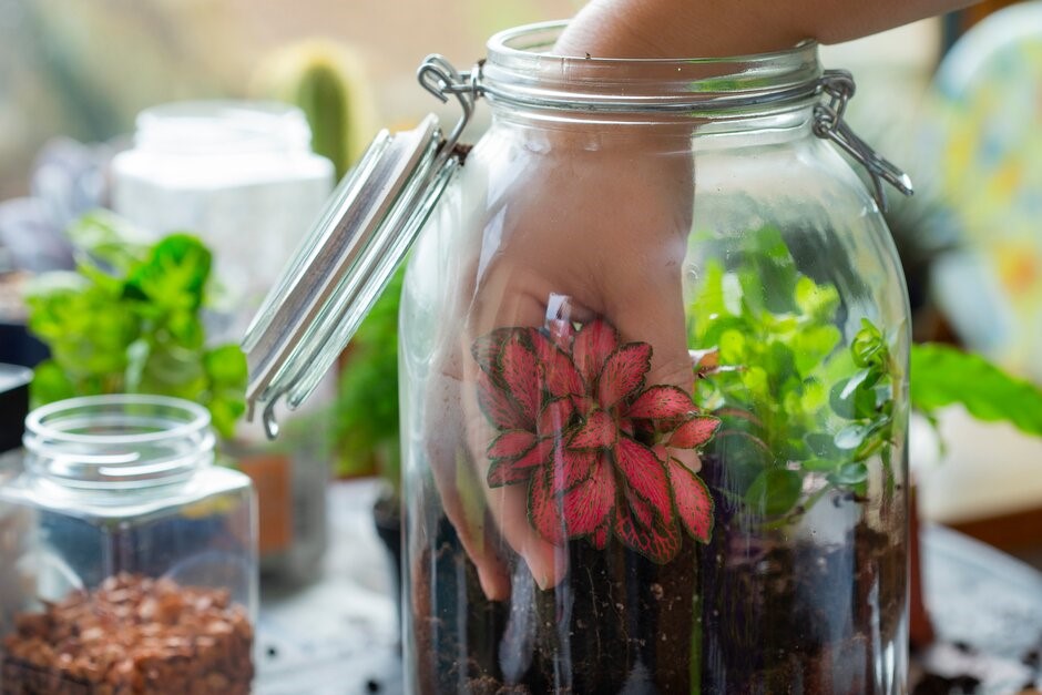 Discover a World on Your Windowsill