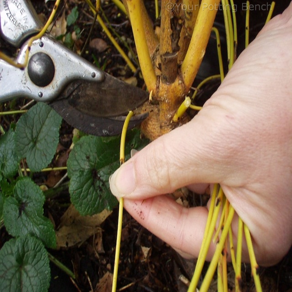 Learn about How to prune for coloured stems