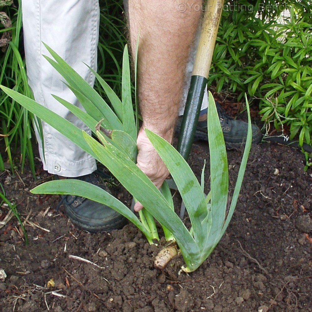 Learn about How to Divide Early Summer-Flowering Iris