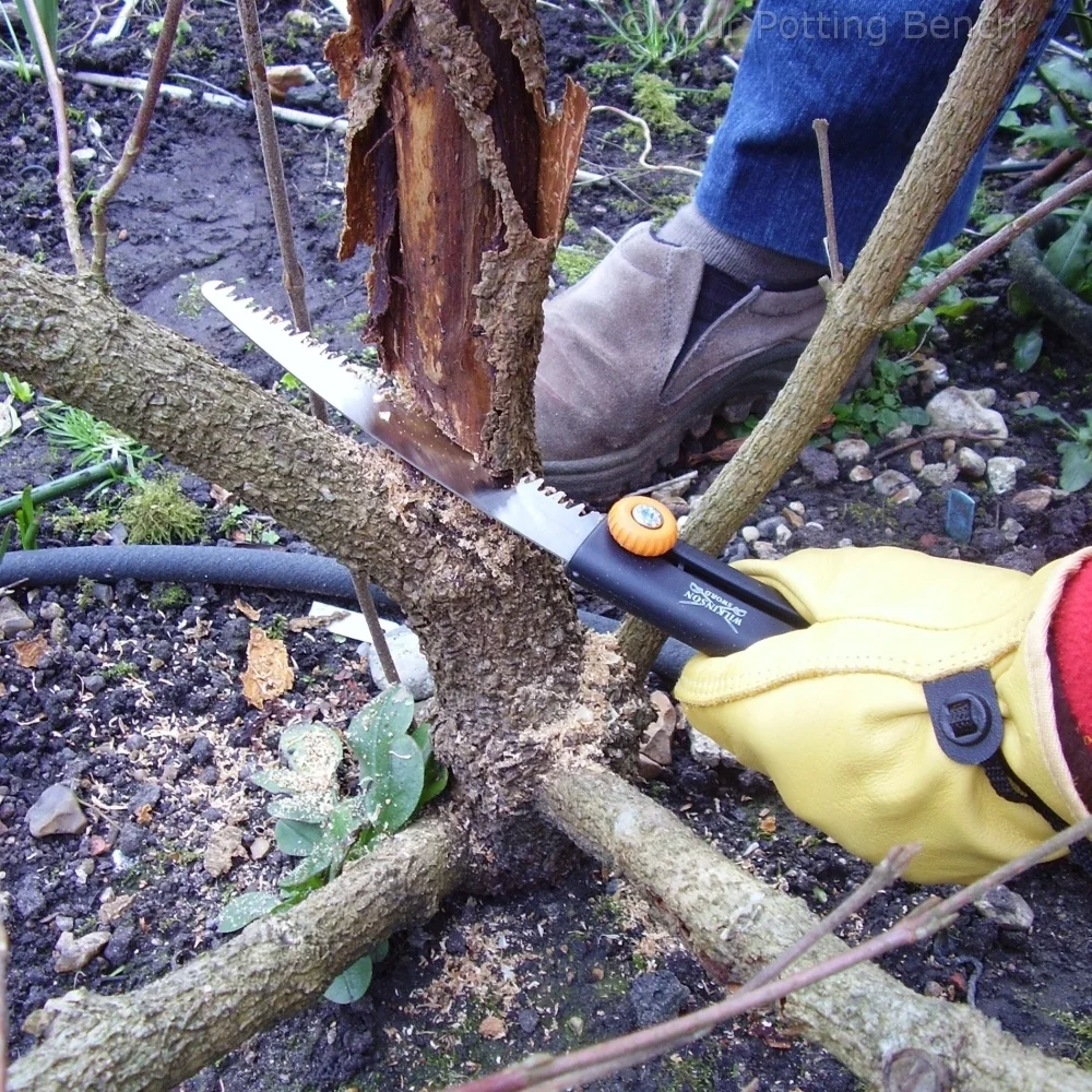 Learn about  How to Prune