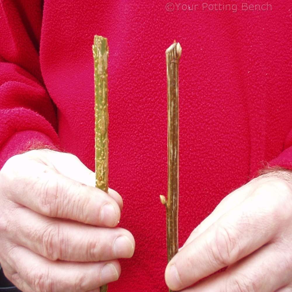 Learn about How to take Hardwood Cuttings
