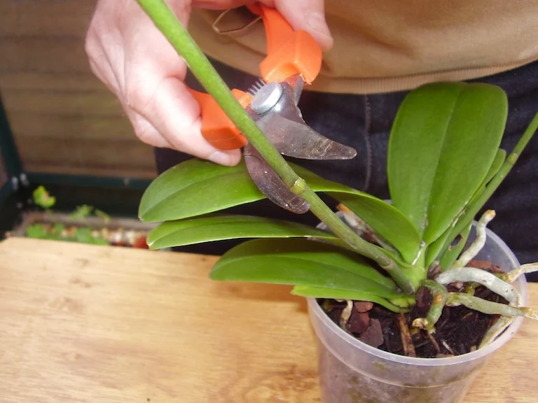 Learn about How to: New orchids from old 
