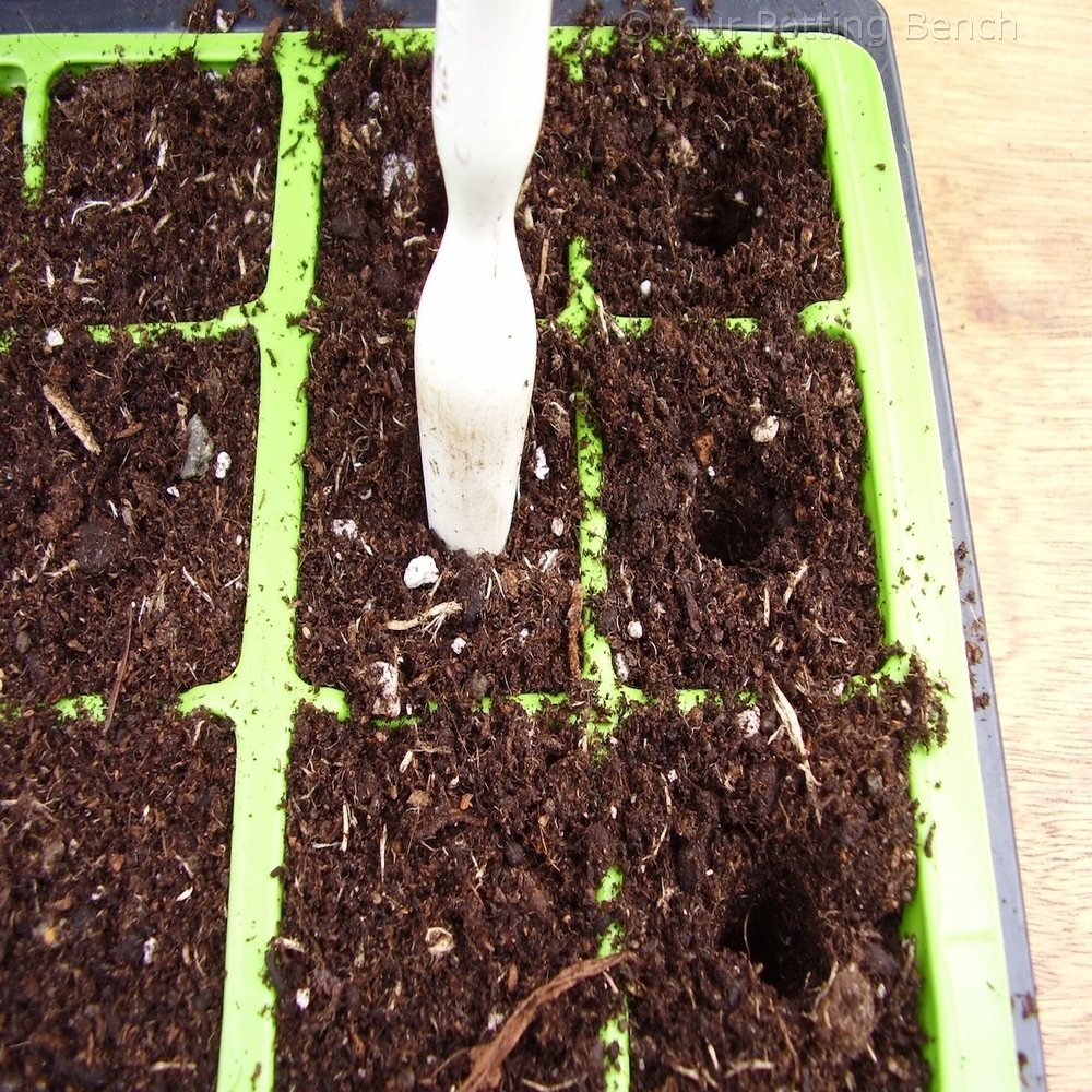 Learn about How to sow large seed