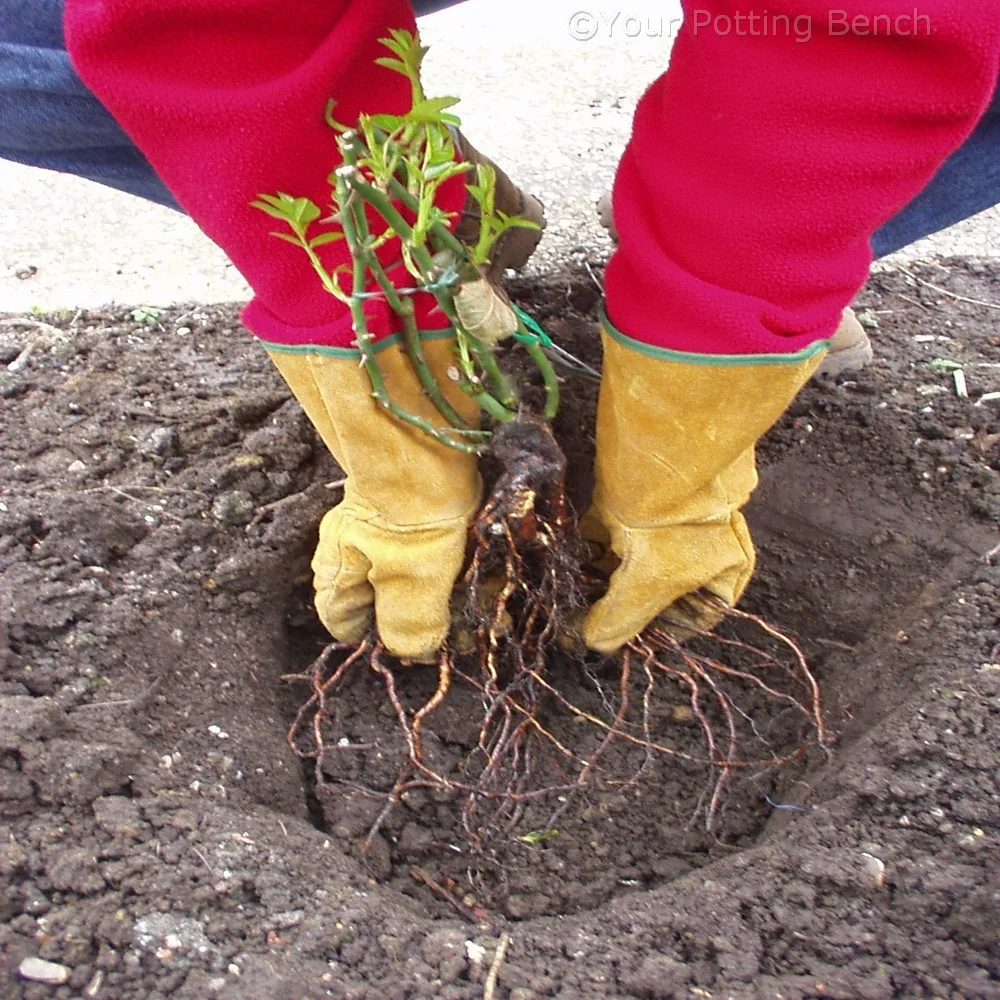Learn about How to plant a bare-root rose 